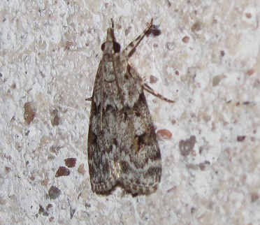 Scoparia pyralella?